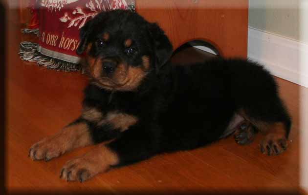 Hurleyhaus Rottweilers | Rottweilers For Sale in Holts Summit MO |